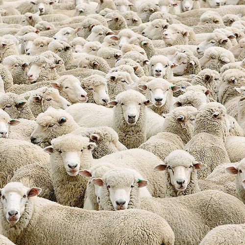 WOOL